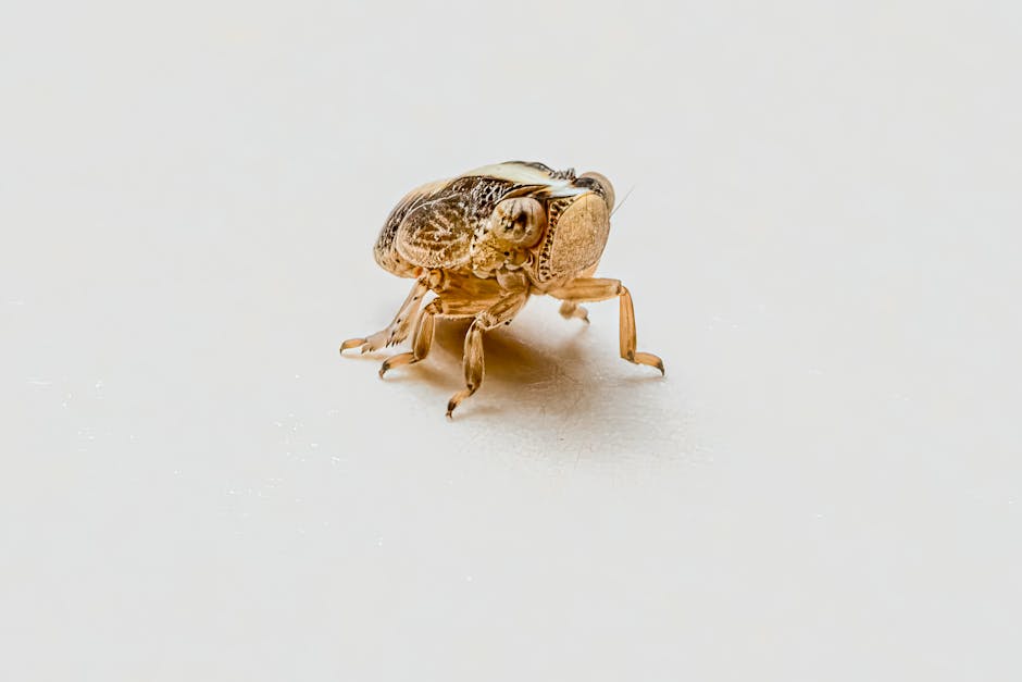Complete Guide to Starting Your Insect Protein Farm Business in 2026