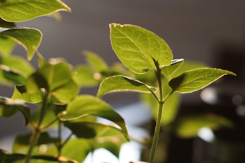 Best Artificial Photosynthesis Home Units Review: Convert CO2 to Oxygen Indoors 2026