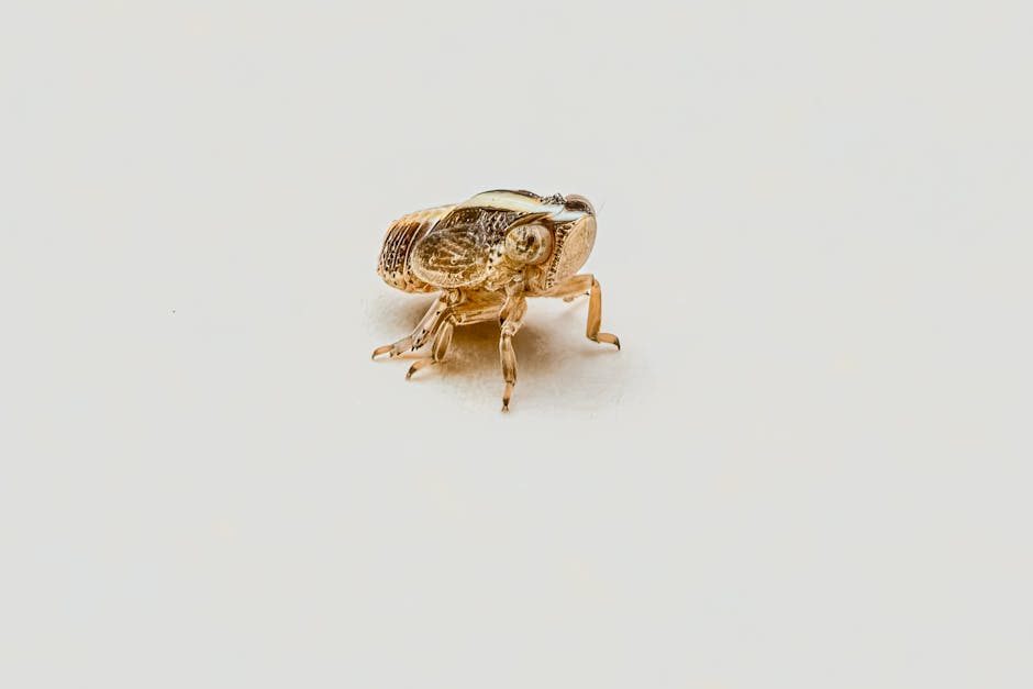 Complete Guide to Starting Your Insect Protein Farm Business in 2026