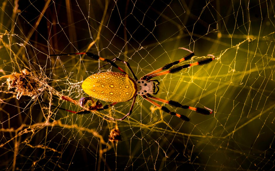 Best Synthetic Spider Silk Clothing Review: Ultra-Strong Biodegradable Fashion 2026