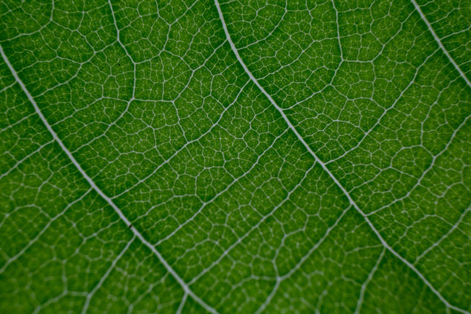 Best Artificial Photosynthesis Home Units Review: Convert CO2 to Oxygen Indoors 2026